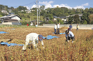 上地区でそば刈り体験