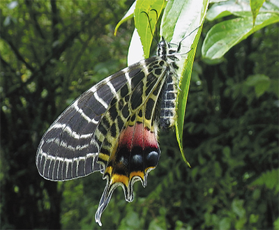矢後勝（まさ）也（や）さん（鶴巻出身） 幻の大蝶を確認 ブータンで78