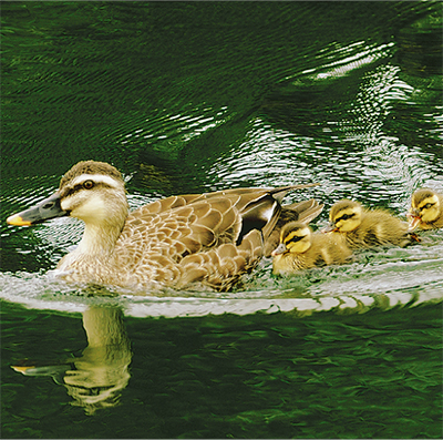 湧水池にカルガモの親子 今泉名水桜公園 | 秦野 | タウンニュース