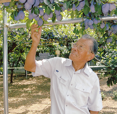 「棚栽培」のプルーン収穫