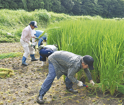 稲刈り作業 稲刈りの手順は？準備から効率的なコンバインの使い方、収穫後