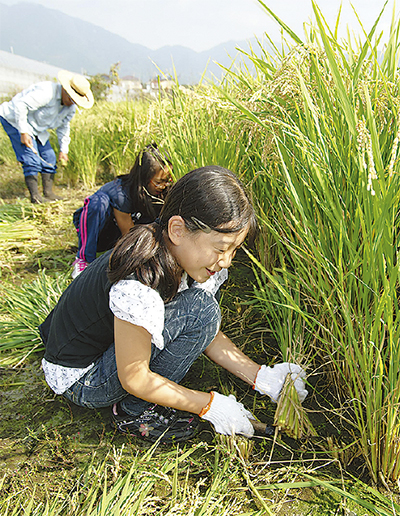 戸川でもち米を収穫