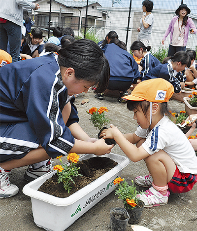 中学生が園児と花植え