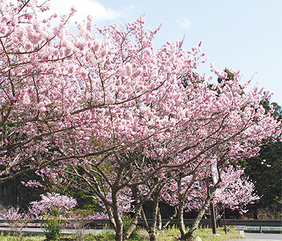 70本の春めき桜が開花