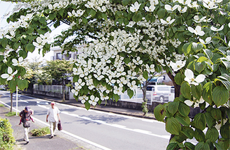 「大場富士塚公園」近くに咲くヤマボウシ（今月４日撮影）