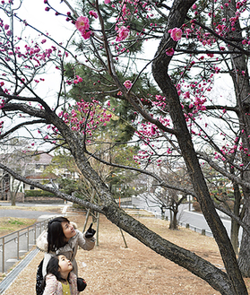 紅梅が咲いている新石川公園（先月25日撮影）