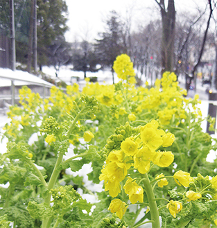 春を告げる美しが丘公園脇の菜の花（先月29日撮影）