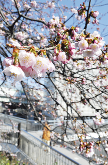 これから満開を迎える桜（3月26日撮影）