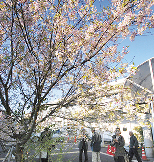 冬に咲くヒマラヤ桜（過去の写真）