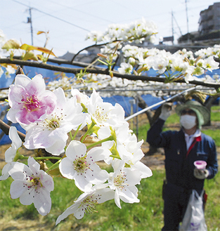 ピンクの染料入り花粉が付いた梨の花