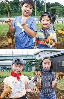 土の中からジャガイモを掘り出した子どもたち