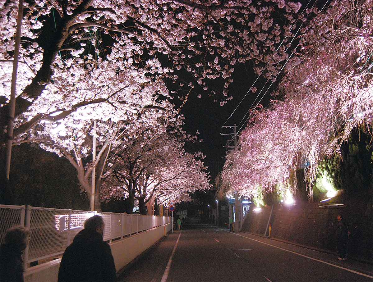 あざみ野で夜桜