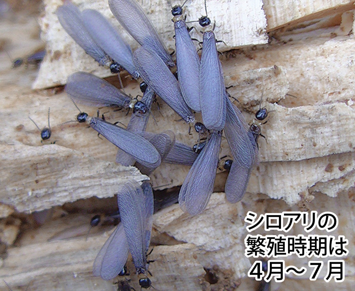 今がシロアリ注意時期 羽アリ見つけたら即連絡を 株式会社アルファー住宅 麻生区 タウンニュース