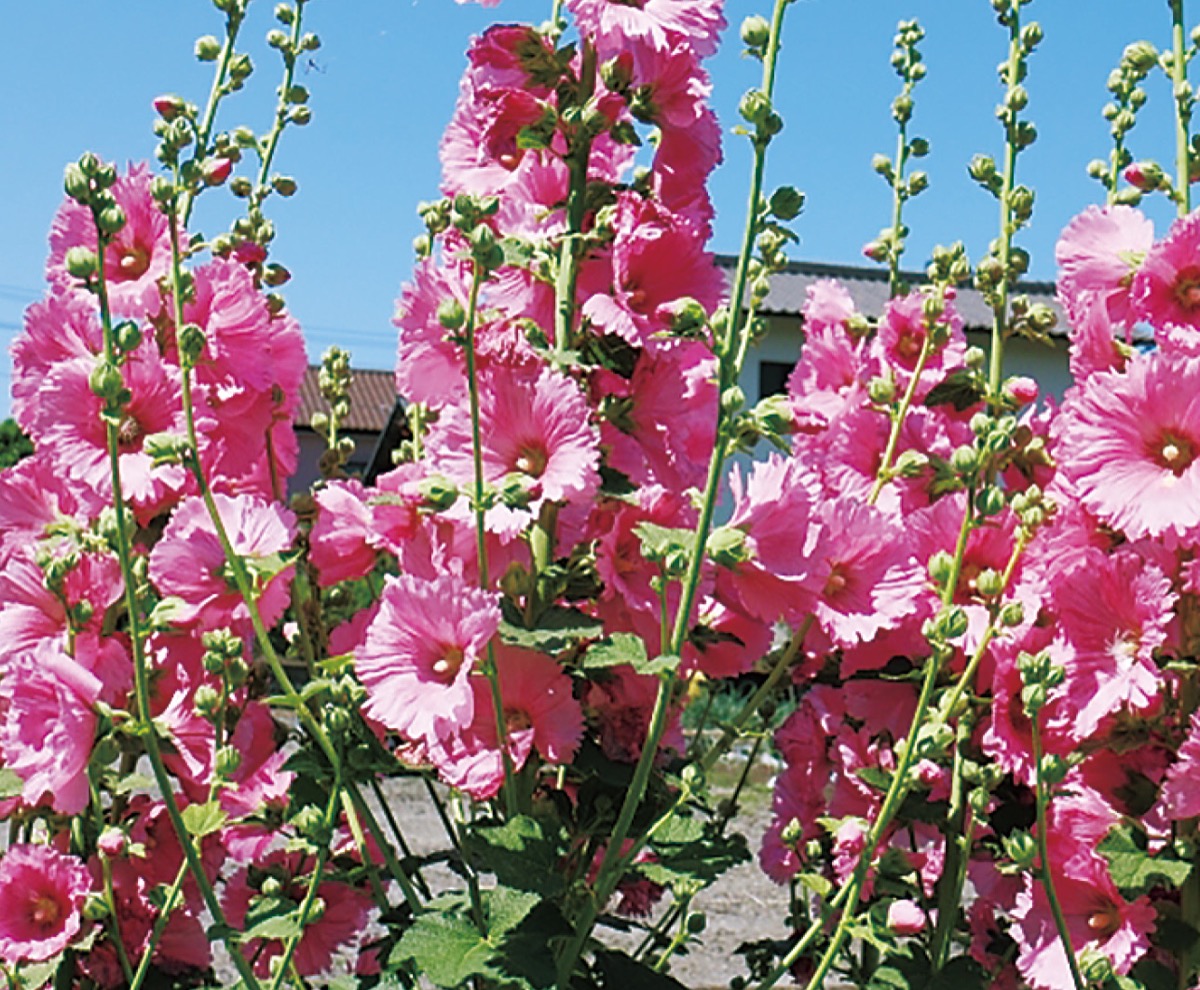 おばあちゃん先生の子育てコラム