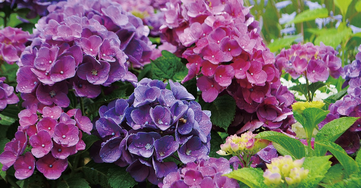 雫滴り梅雨を彩る (写真1)