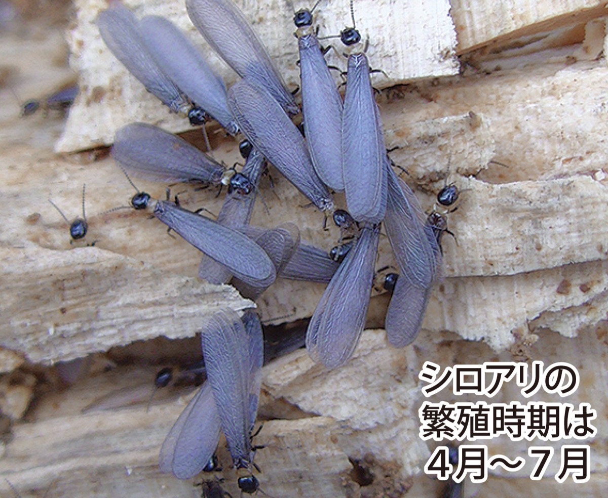 今がシロアリ注意時期 羽アリ見つけたら即連絡を 株式会社アルファー住宅 青葉区 タウンニュース