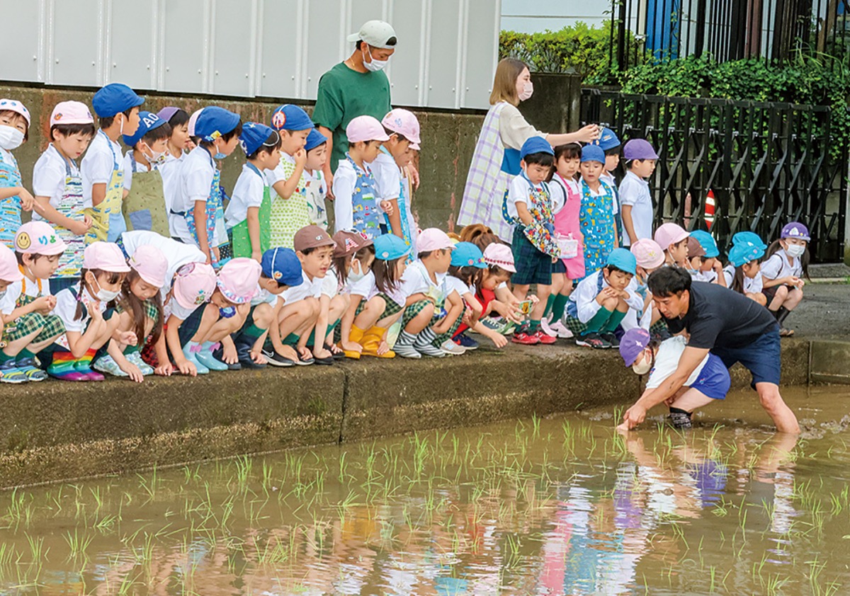 園児が田植えに挑戦 (写真1)