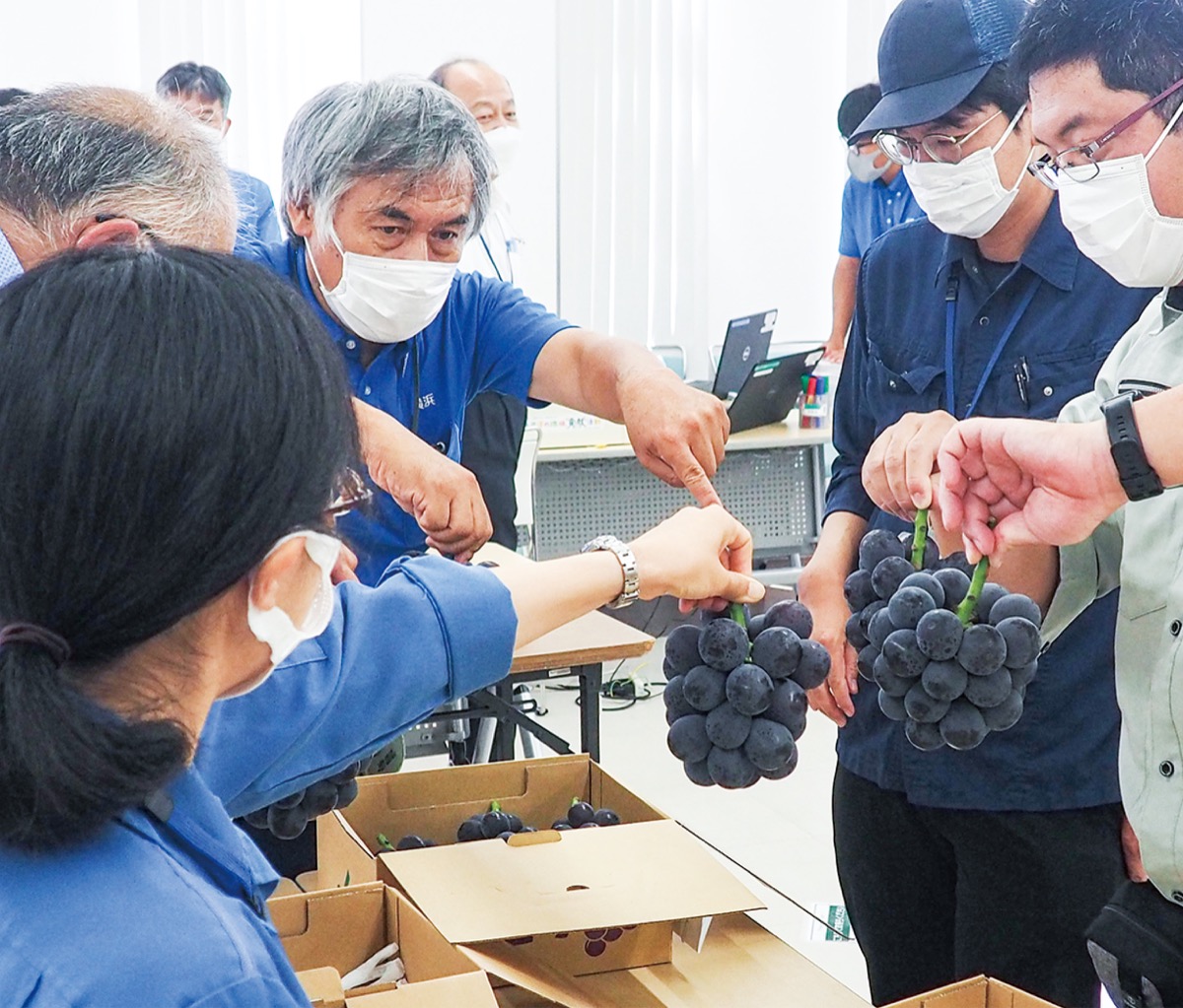 ｢浜なし｣｢浜ぶどう｣が大集合