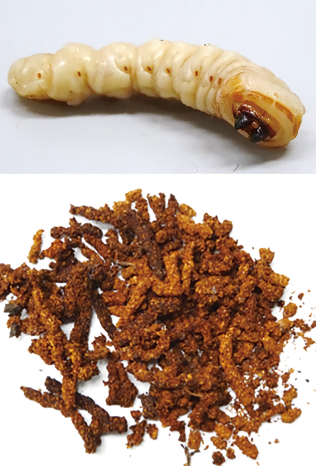 クビアカツヤカミキリの幼虫(上)とフラス=同センター提供