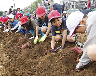 土を一生懸命掘る参加児童