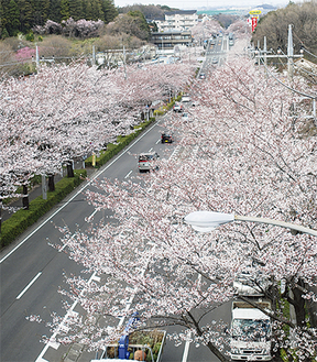 長津田町周辺の環状４号線（４月７日撮影）