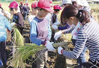 刈り取った稲を束にして干す作業に取り組む児童