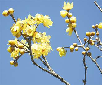 黄色い花を咲かせる「ロウバイ」（四季の森公園提供／2014年12月26日撮影）