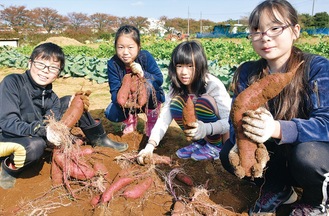 サツマイモを収穫する児童