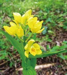 黄色い花を咲かせるキンラン（同センター提供）