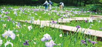 県立四季の森公園の「しょうぶ園」で、鮮やかに紫と白色の花を咲かせていたハナショウブ。一眼レフカメラで写真を撮りながら、ハナショウブに囲まれた道を歩く来園者の姿が見られた。