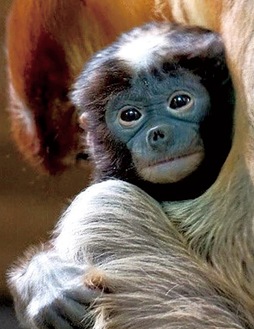 生後２日目に撮影された「ナタル」（写真は同園提供）