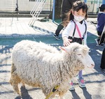 羊に触れる園児