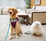 付添犬のキース（左）とアンジェロ（右）