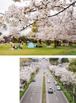 長坂谷公園の桜（上写真）と環状４号線