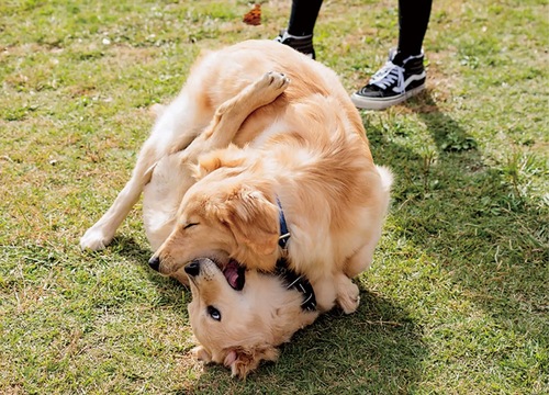 犬種別に開催されるドッグラン