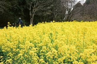 春の草原に咲くナノハナ（3月24日撮影）