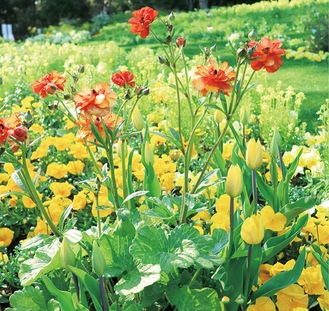 美しい花々が出迎え