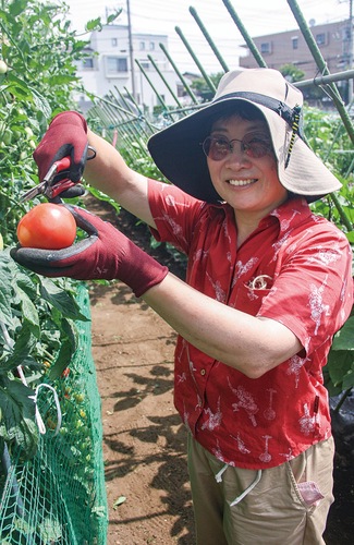 ７月の陽射しの下、トマトを収穫する木下さん