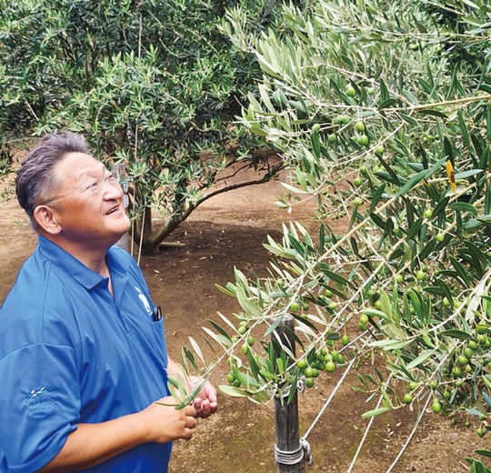 オリーブ畑で取材に応じる串田社長