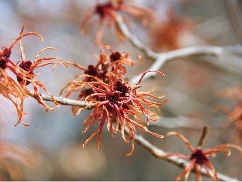 園内で咲いたアカバナマンサクの花