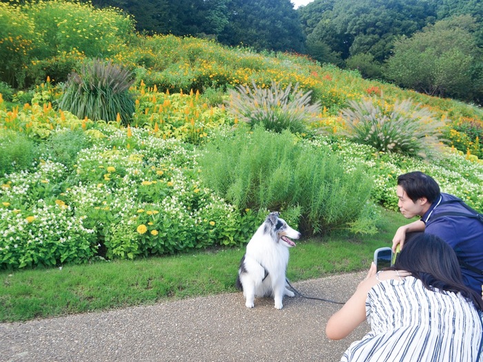 里山ガーデン 花で虹のグラデーション フェスタ、9月27日まで