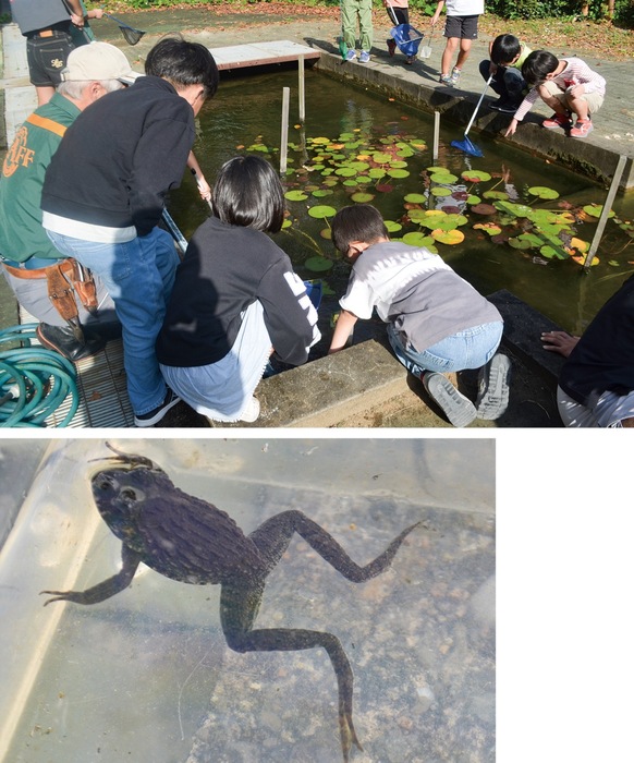 新治小学校　ムカシツチガエルを発見　地域絶滅防ぐ取り組み　
