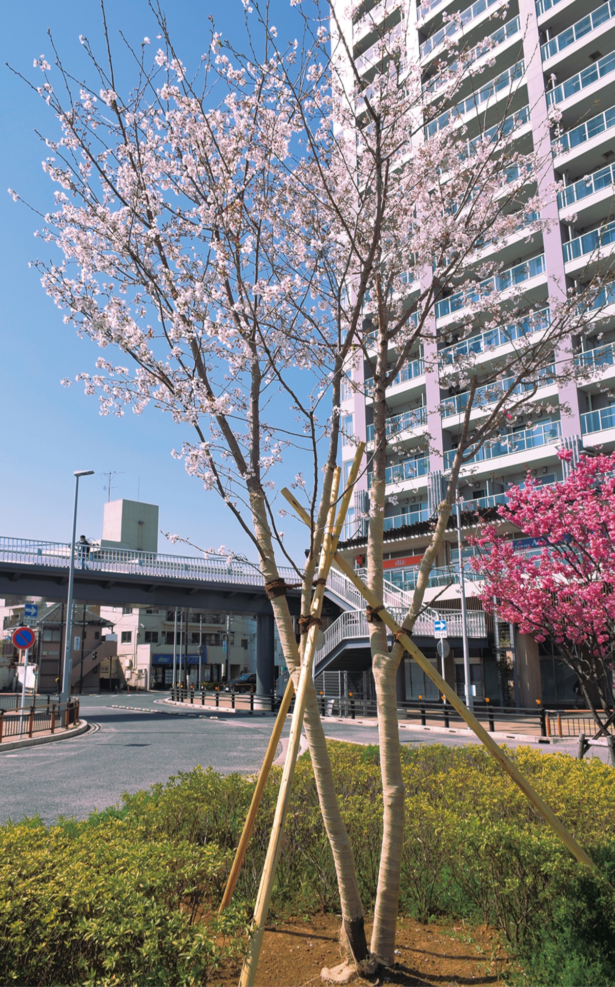 花を咲かせるソメイヨシノ（３月26日撮影）
