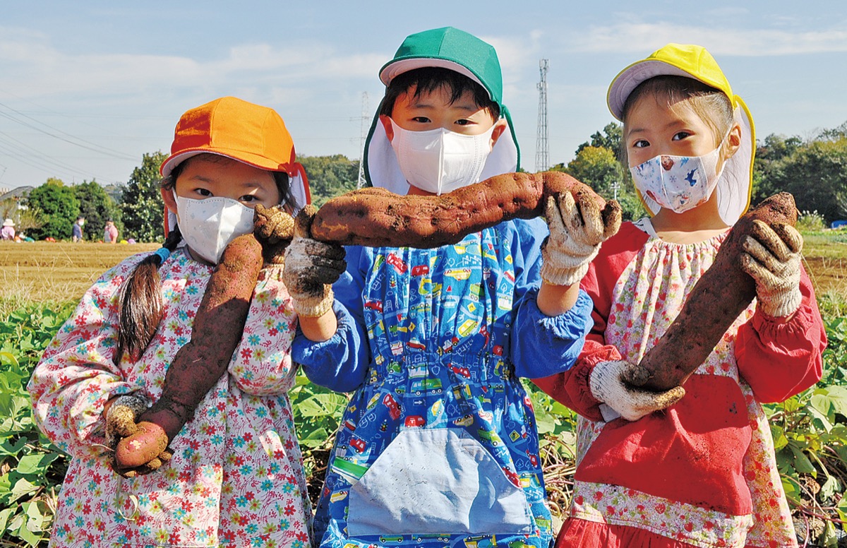 さつまいも掘りに挑戦 森村学園幼稚園の園児 緑区 タウンニュース