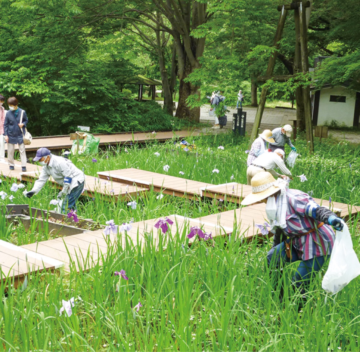 ショウブ花柄摘みの様子