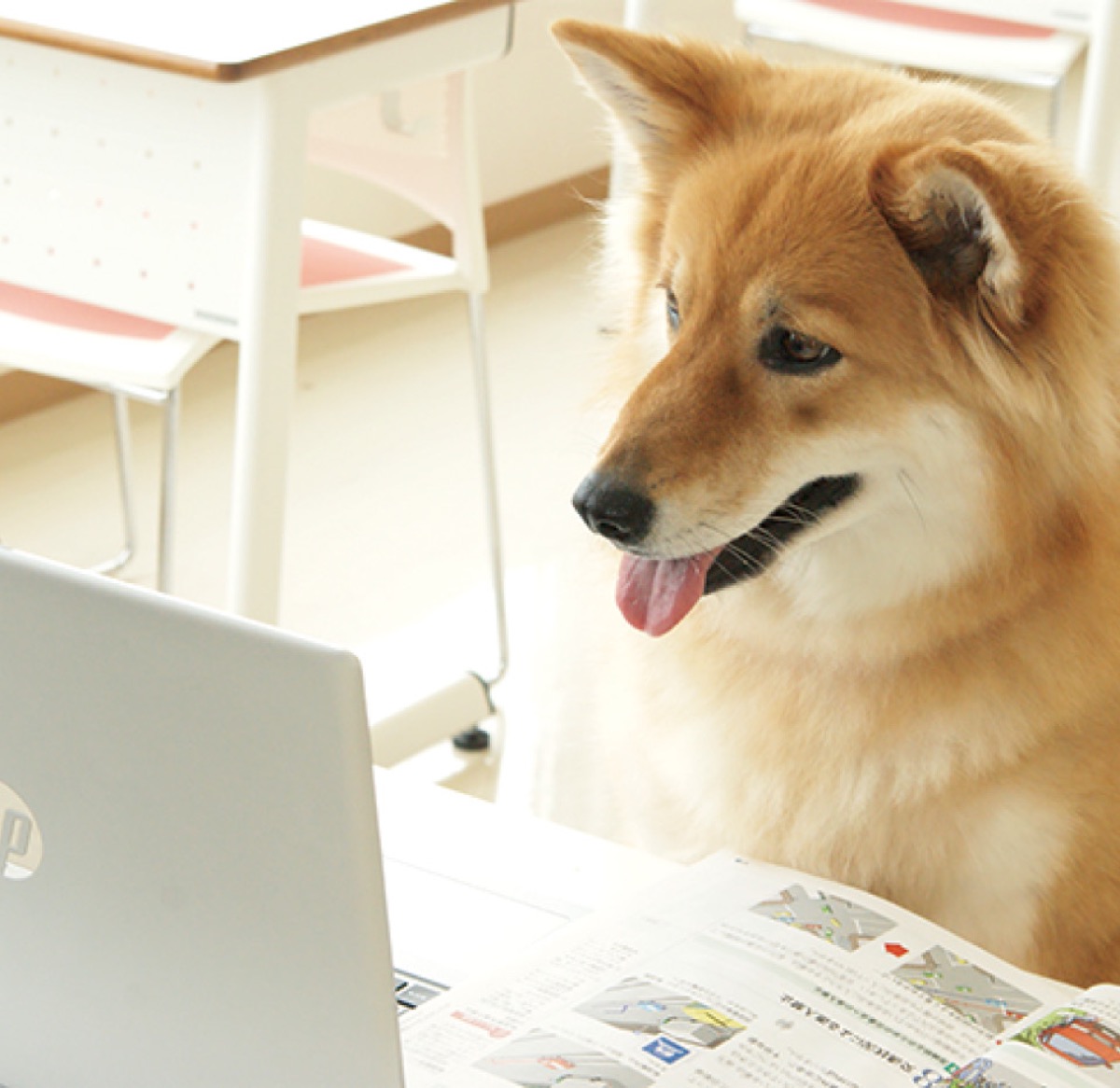 オンライン教習中のふうちゃん