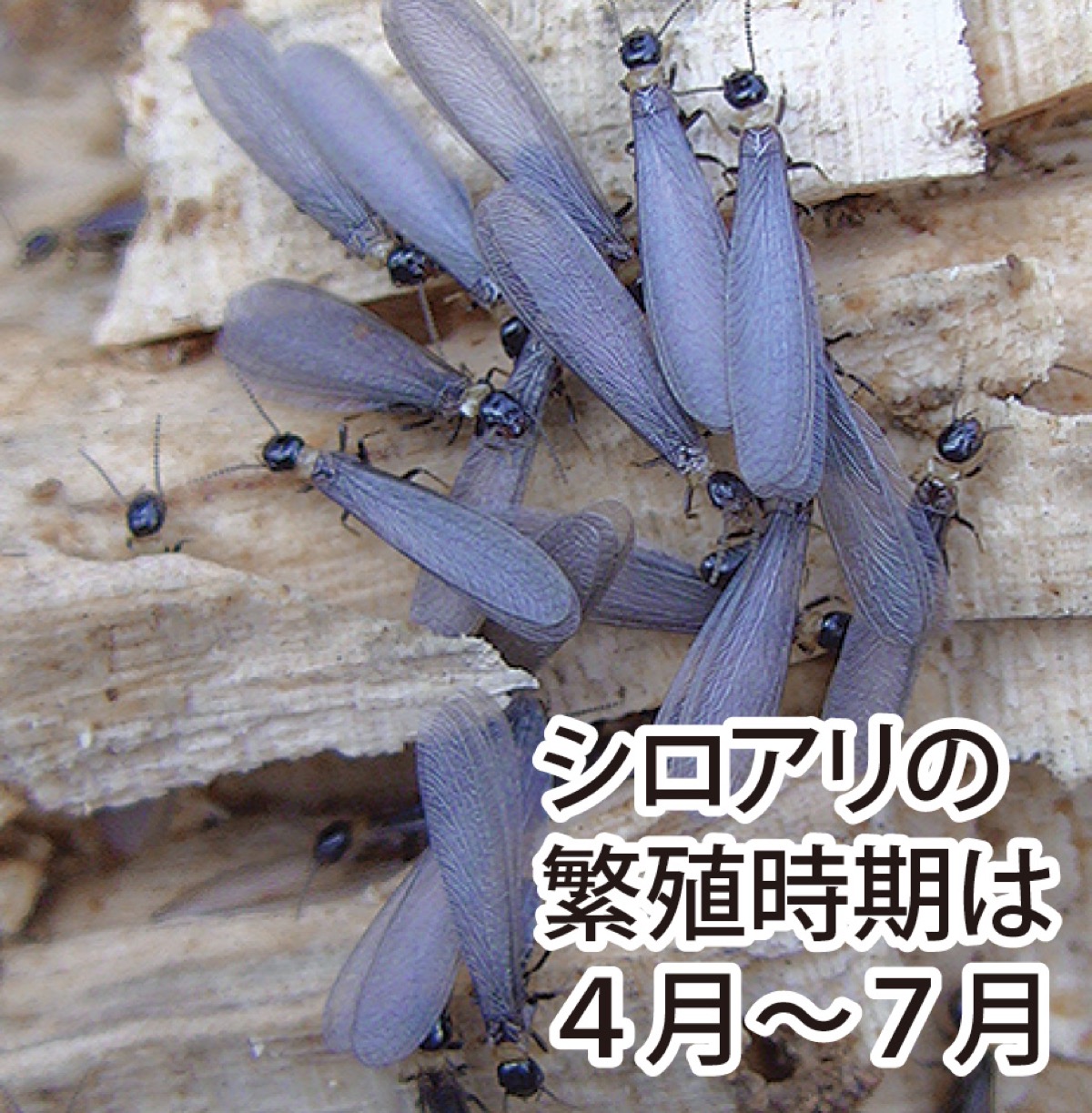 ＧＷ前後の特に雨天翌日の昼頃、洗面所や浴室など水廻りに羽アリがいないかチェックを！