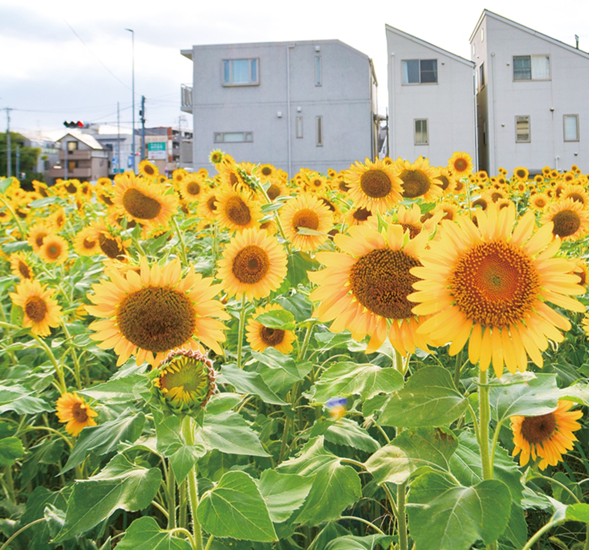 住宅街にヒマワリ咲き誇る