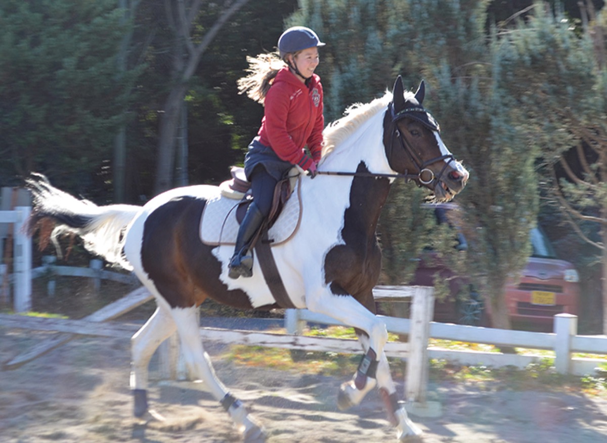 午年にウマの魅力探る
