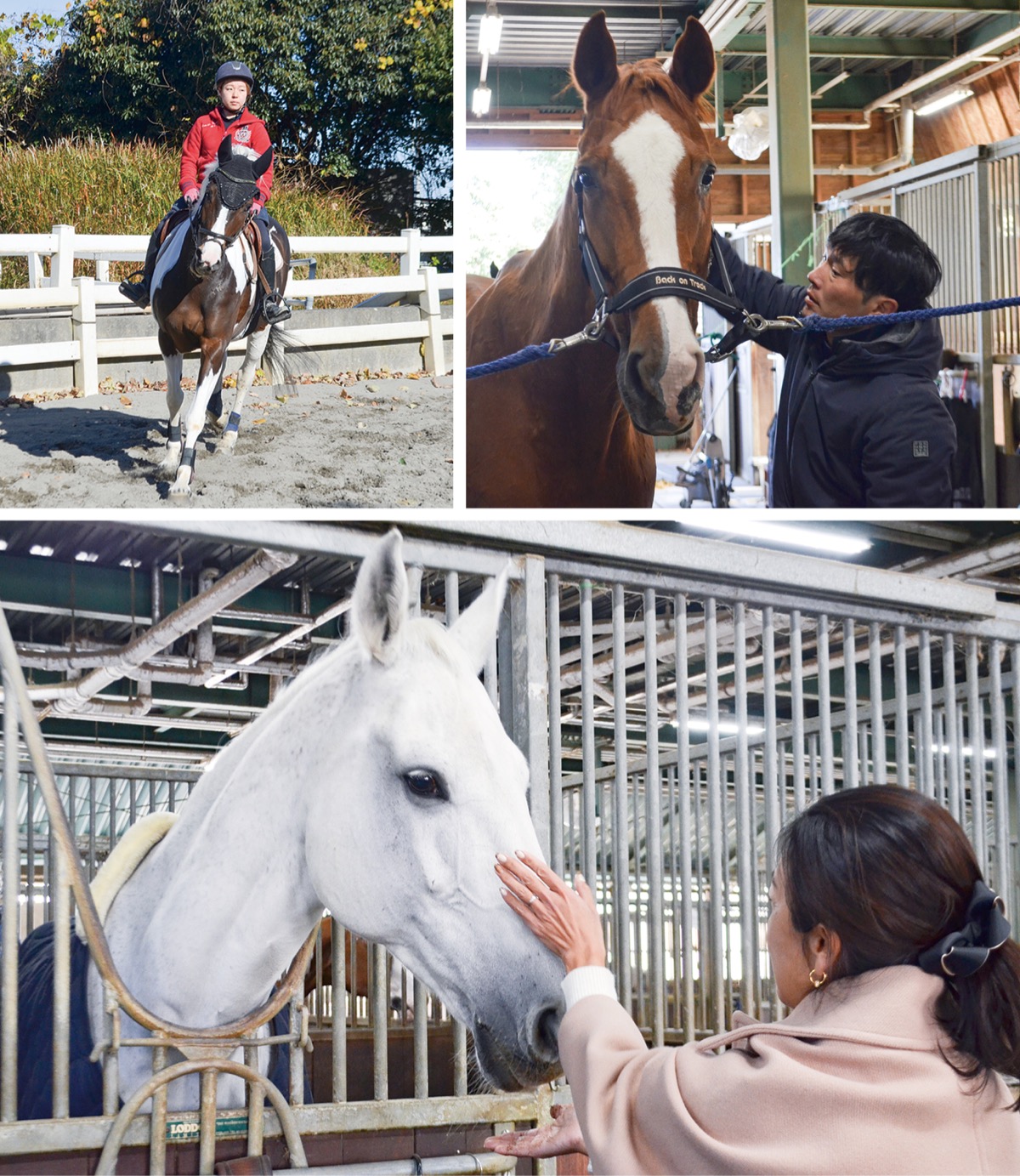 ウマに触れて、乗って、会話して信頼関係を深めるスタッフたち